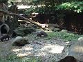Zoo Cottbus 101